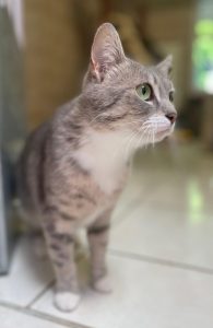 Zu sehen ist die grau-getigerte Katze Walli