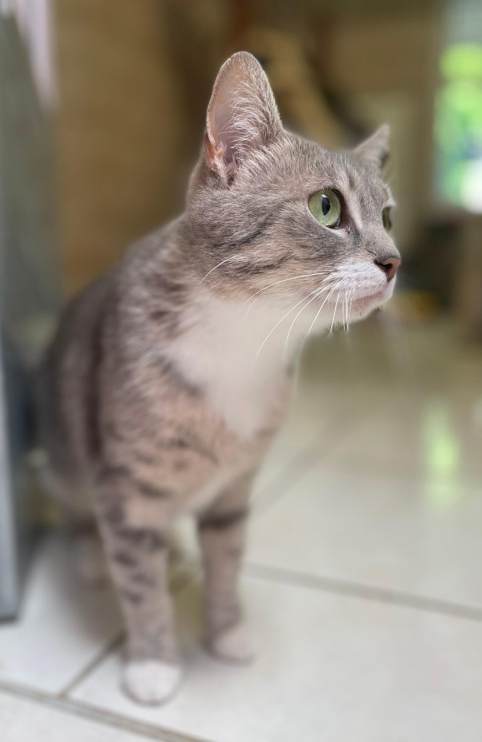 Zu sehen ist die grau-getigerte Katze Walli