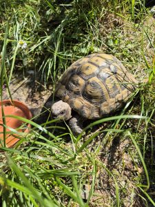 Zu sehen ist die griechische Landschildkr&ouml;te Willi