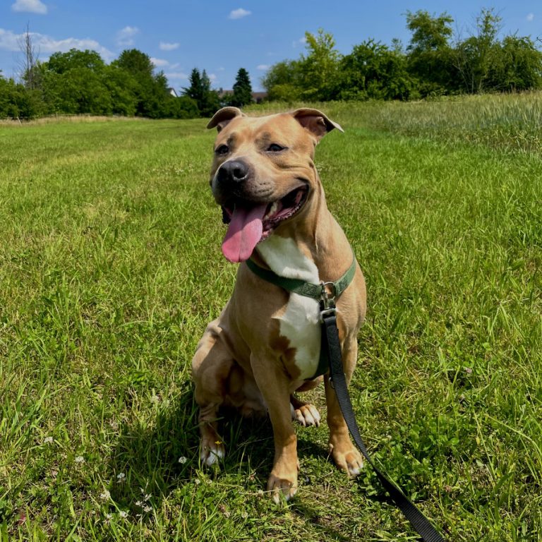 Zu sehen ist der Labrador-American-Stafford-Mischling Akino