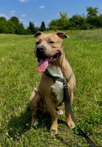 Zu sehen ist der Labrador-American-Stafford-Mischling Akino