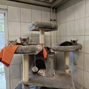 Zu sehen sind die getigerten Kitten von Charlotte