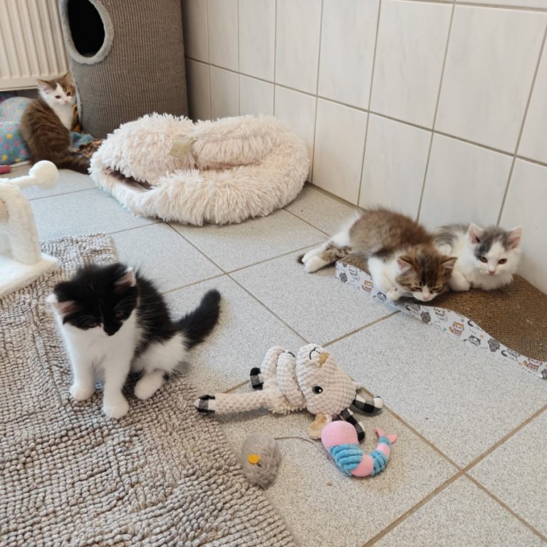 Zu sehen ist die kleine Cocktail-Bande