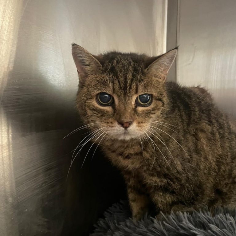 Zu sehen ist die getigerte Katze Elva