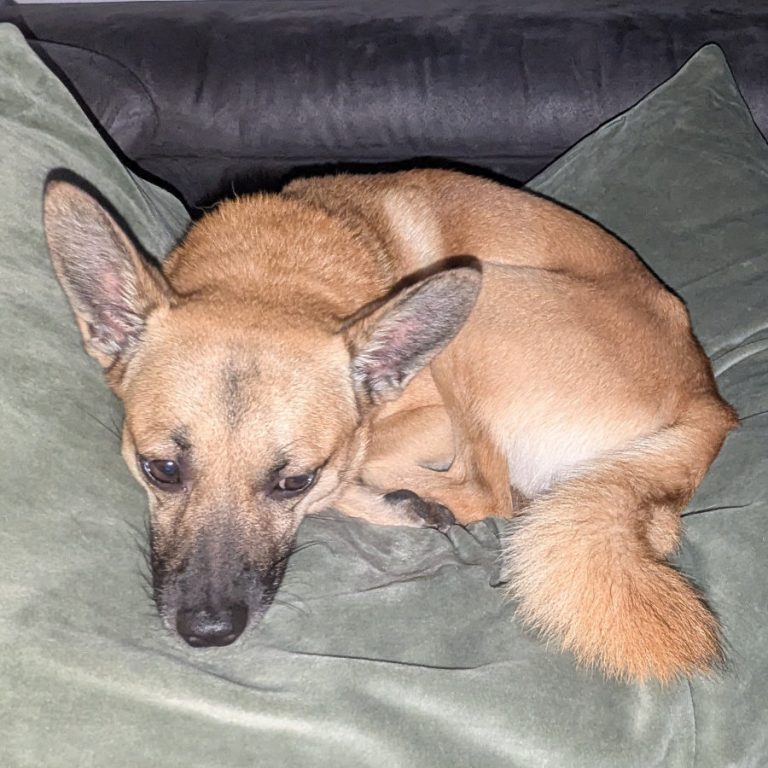 Zu sehen ist der Pinscher-Shiba-Inu-;ischling Elvis