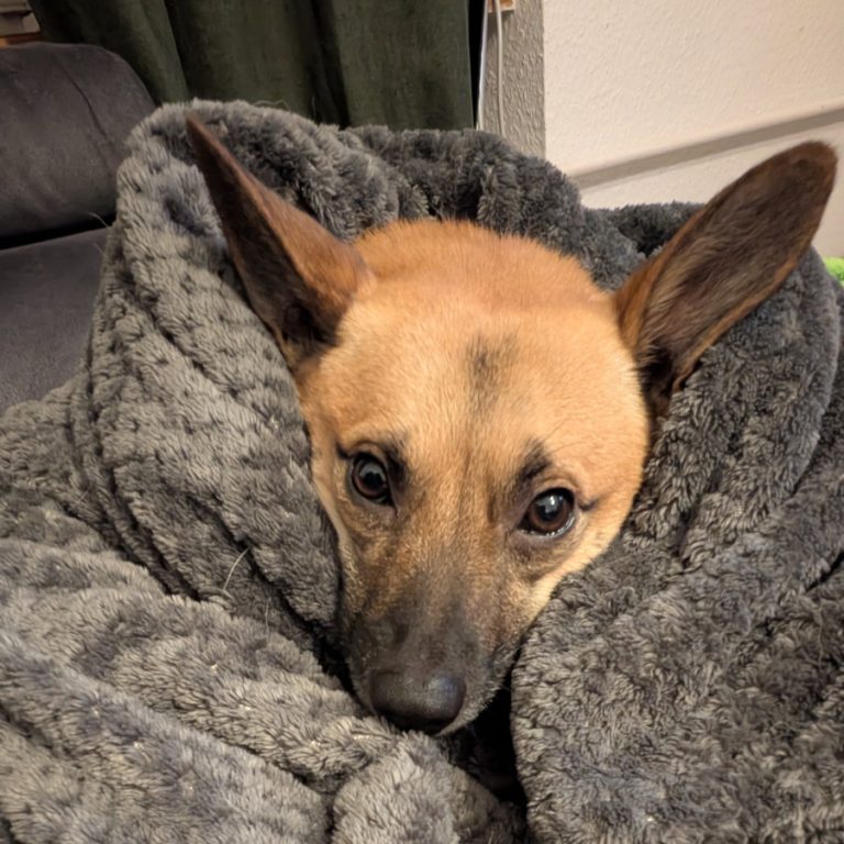 Zu sehen ist der Pinscher-Shiba-Inu-;ischling Elvis