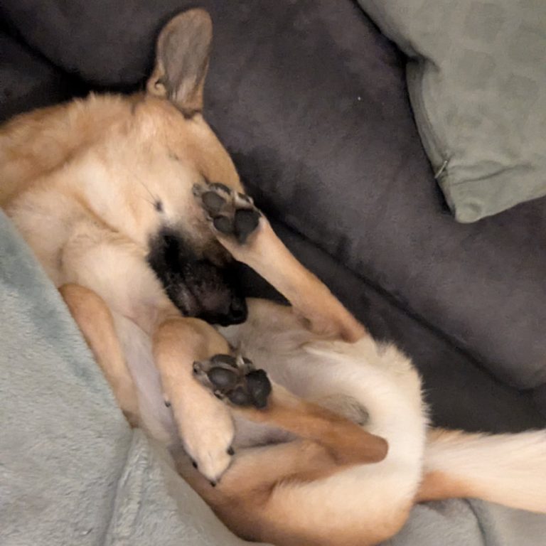 Zu sehen ist der Pinscher-Shiba-Inu-;ischling Elvis