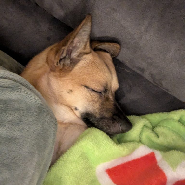 Zu sehen ist der Pinscher-Shiba-Inu-;ischling Elvis