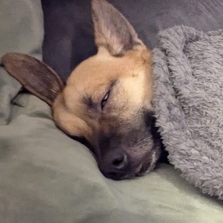 Zu sehen ist der Pinscher-Shiba-Inu-;ischling Elvis