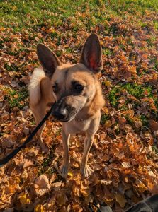 Zu sehen ist der Pinscher-Shiba-Inu-;ischling Elvis