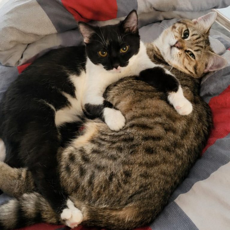 Zu sehen sind die beiden Kater Flecki und Mogli