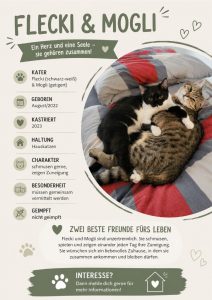 Zu sehen sind die beiden Kater Flecki und Mogli