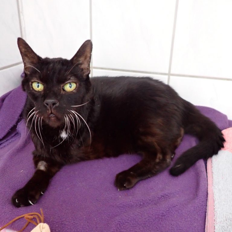 Zu sehen ist der schwarze Kater Gregor