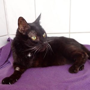 Zu sehen ist der schwarze Kater Gregor