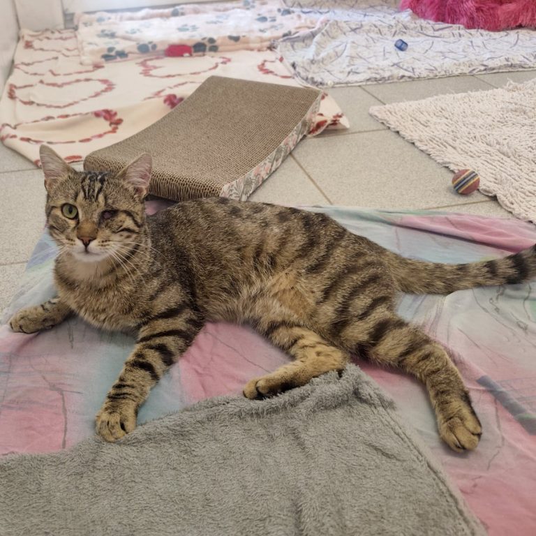 Zu sehen ist der getigerte Kater Herr Augenstein