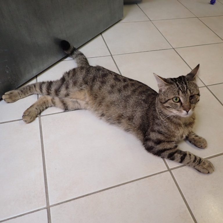 Zu sehen ist der getigerte Kater Herr Augenstein, mit nur einem Auge