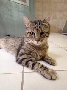 Zu sehen ist der getigerte Kater Herr Augenstein, mit nur einem Auge