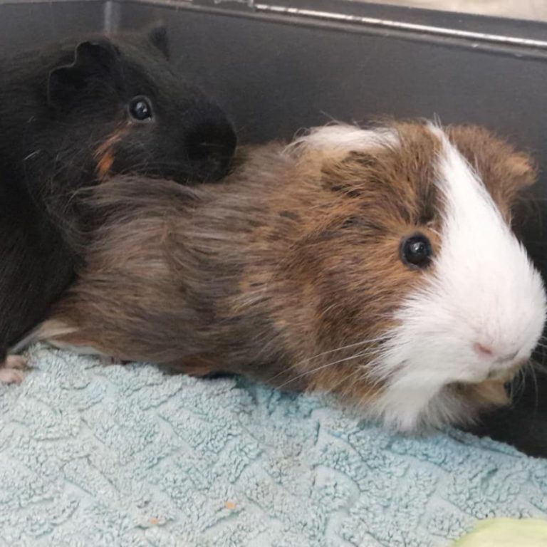 Zu sehen sind die beiden Meerschweinchen Jörg und Künrig