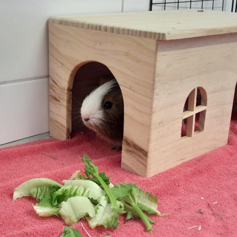 Zu sehen sind die beiden Meerschweinchen Jörg und Künrig