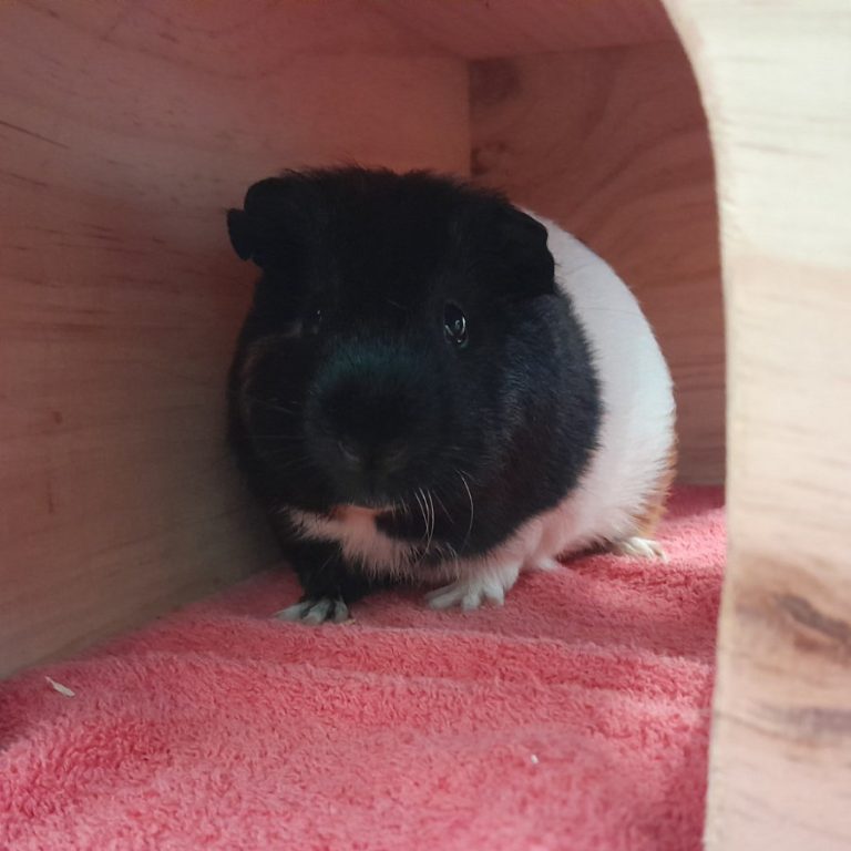 Zu sehen sind die beiden Meerschweinchen Jörg und Künrig