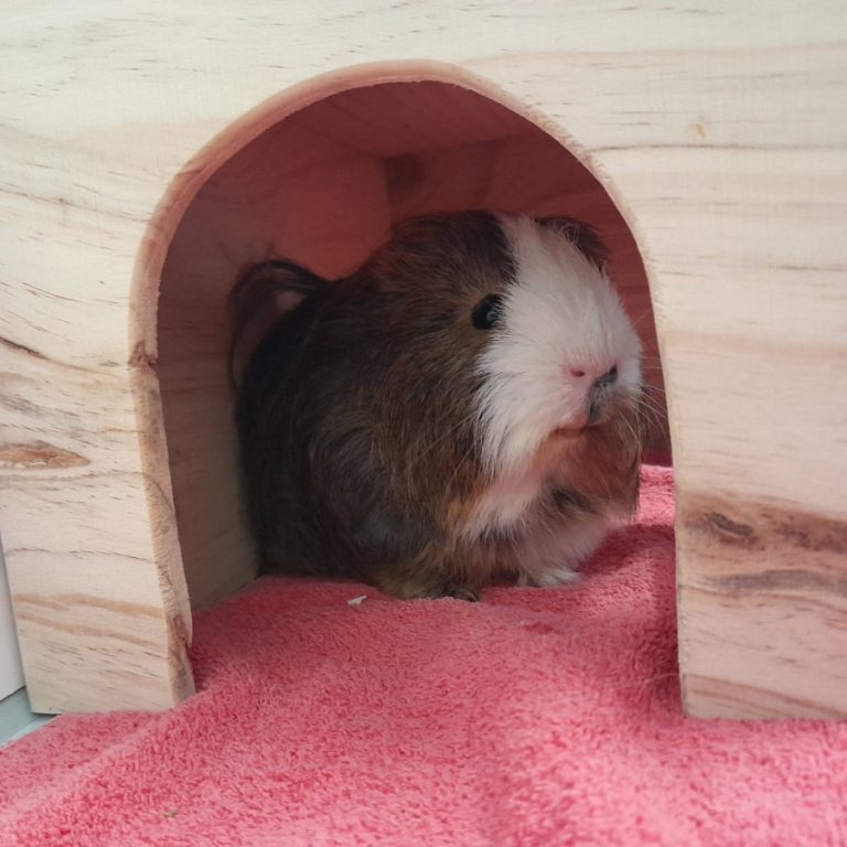 Zu sehen sind die beiden Meerschweinchen Jörg und Künrig