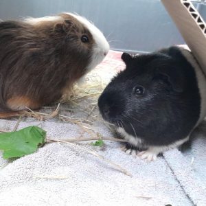 Zu sehen sind die beiden Meerschweinchen J&ouml;rg und K&uuml;nrig