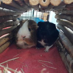 Zu sehen sind die beiden Meerschweinchen J&ouml;rg und K&uuml;nrig