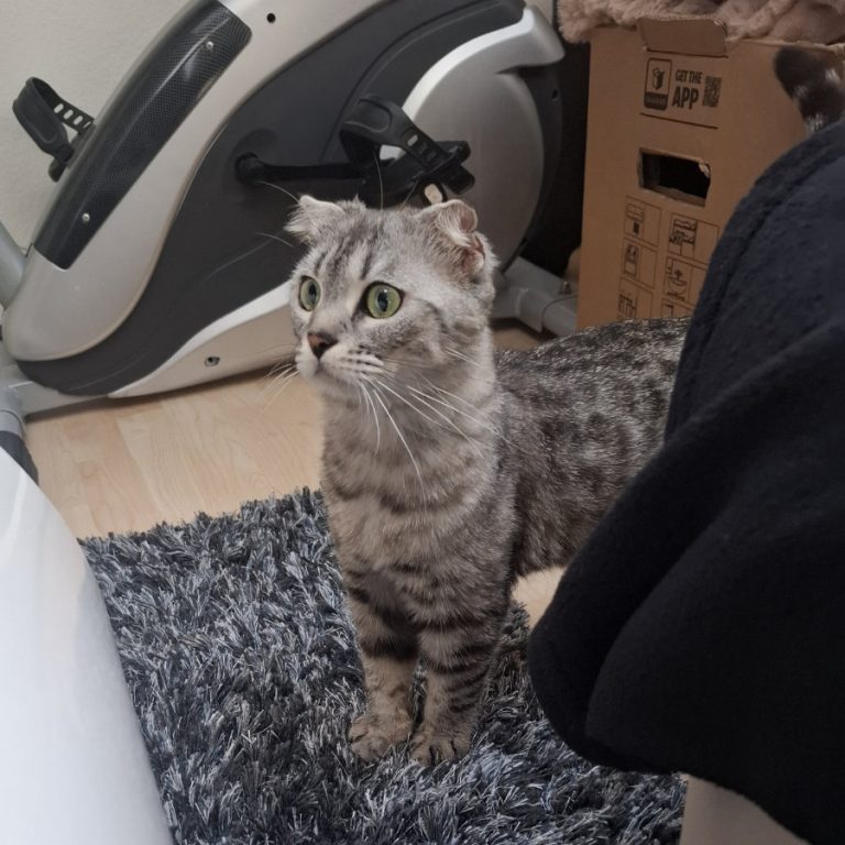Zu sehen sind die 3 Katzen Miri, Bubu und Judith