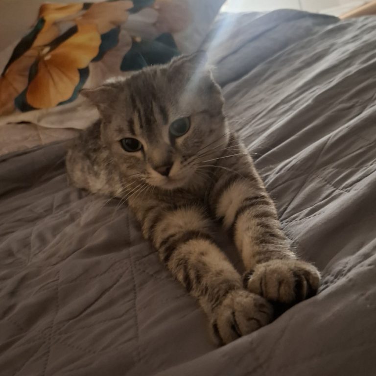 Zu sehen sind die 3 Katzen Miri, Bubu und Judith