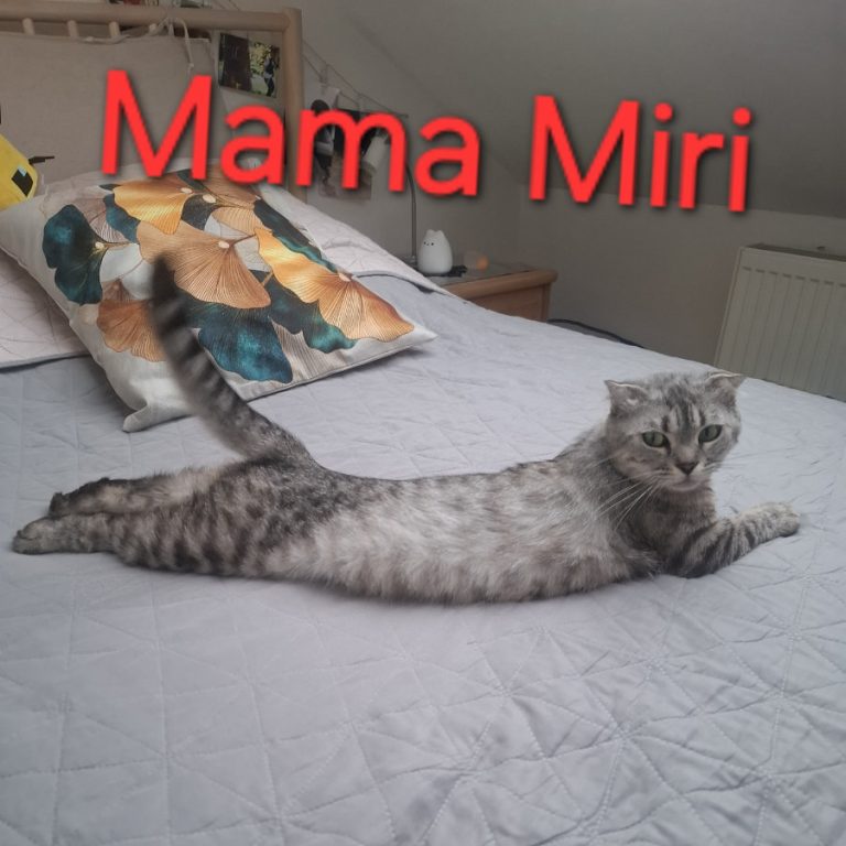 Zu sehen sind die 3 Katzen Miri, Bubu und Judith