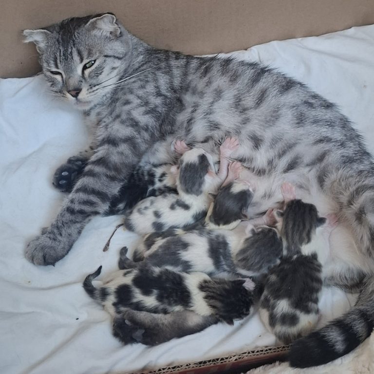 Zu sehen sind die 3 Katzen Miri, Bubu und Judith