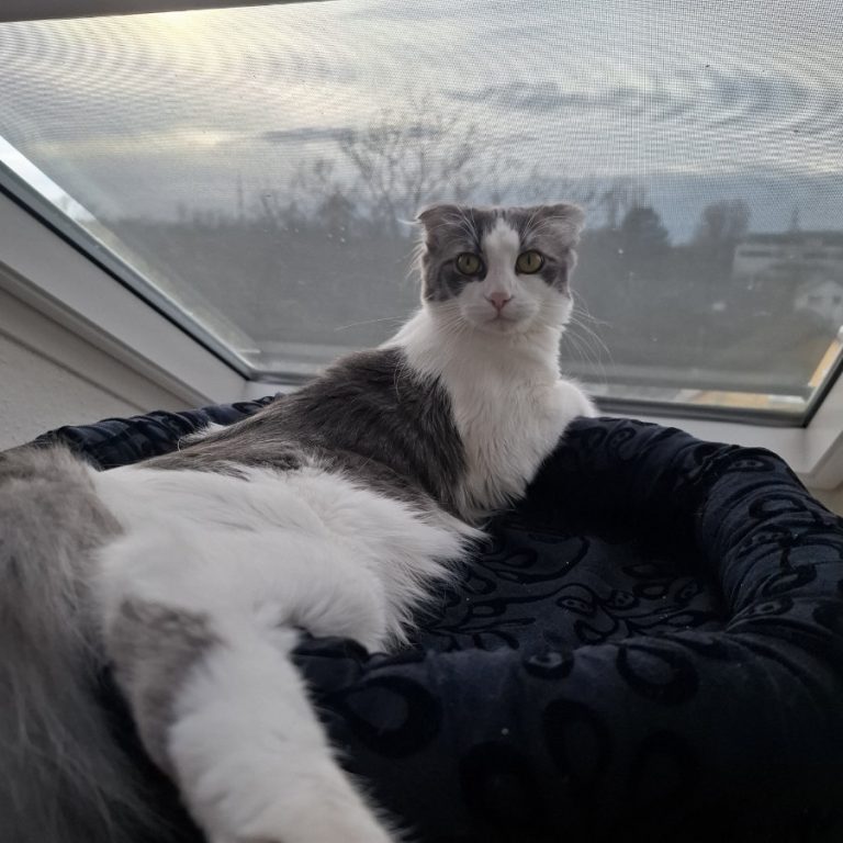 Zu sehen sind die 3 Katzen Miri, Bubu und Judith