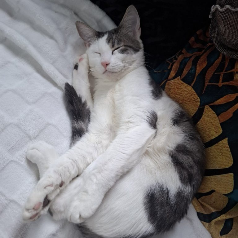 Zu sehen sind die 3 Katzen Miri, Bubu und Judith