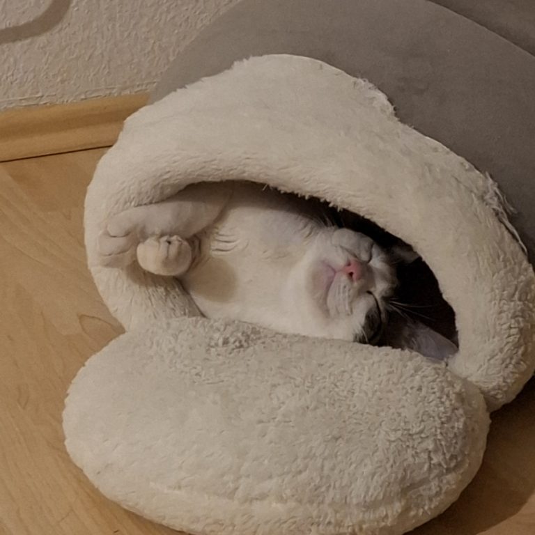 Zu sehen sind die 3 Katzen Miri, Bubu und Judith