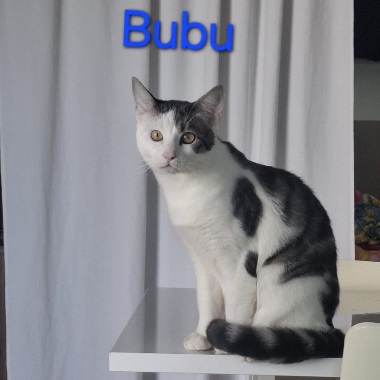 Zu sehen sind die 3 Katzen Miri, Bubu und Judith