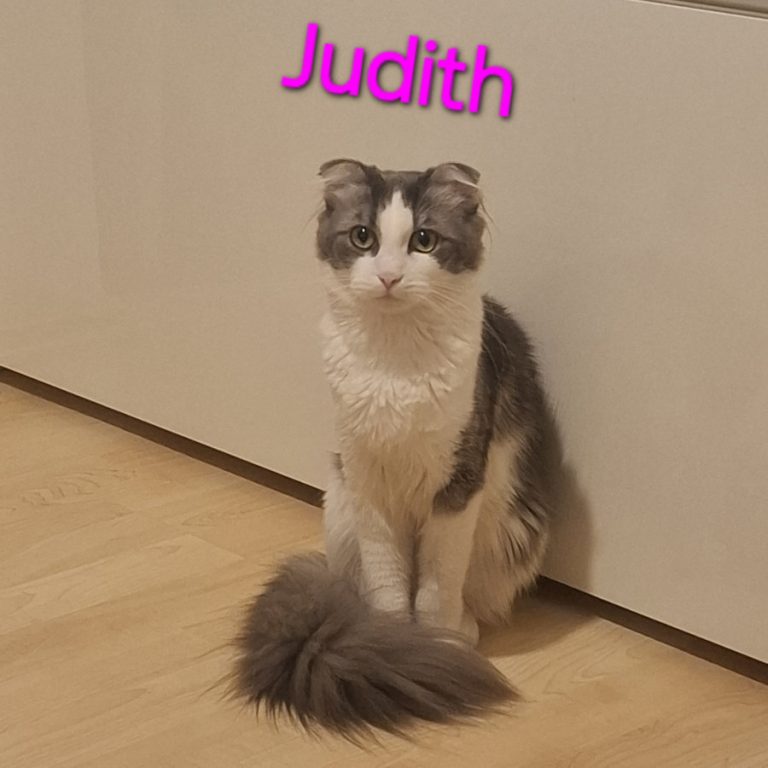 Zu sehen sind die 3 Katzen Miri, Bubu und Judith