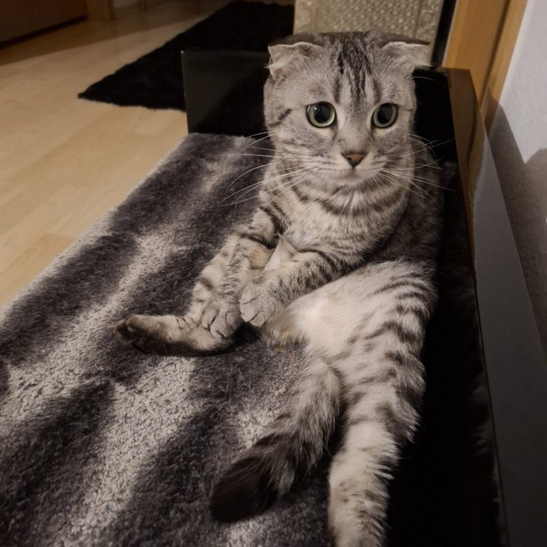 Zu sehen sind die 3 Katzen Miri, Bubu und Judith