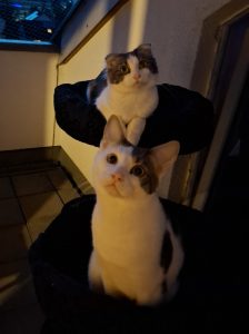 Zu sehen sind die 3 Katzen Miri, Bubu und Judith