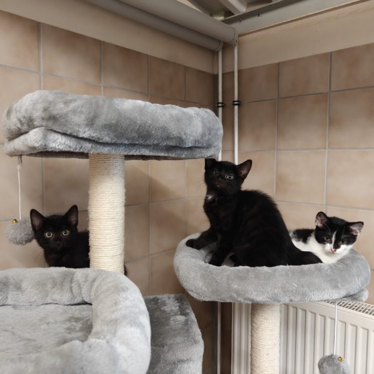 Zu sehen sind die schwarz-weißen Kitten von Mileva und Albert