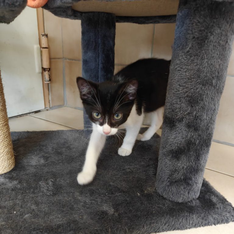 Zu sehen sind die schwarz-weißen Kitten von Mileva und Albert