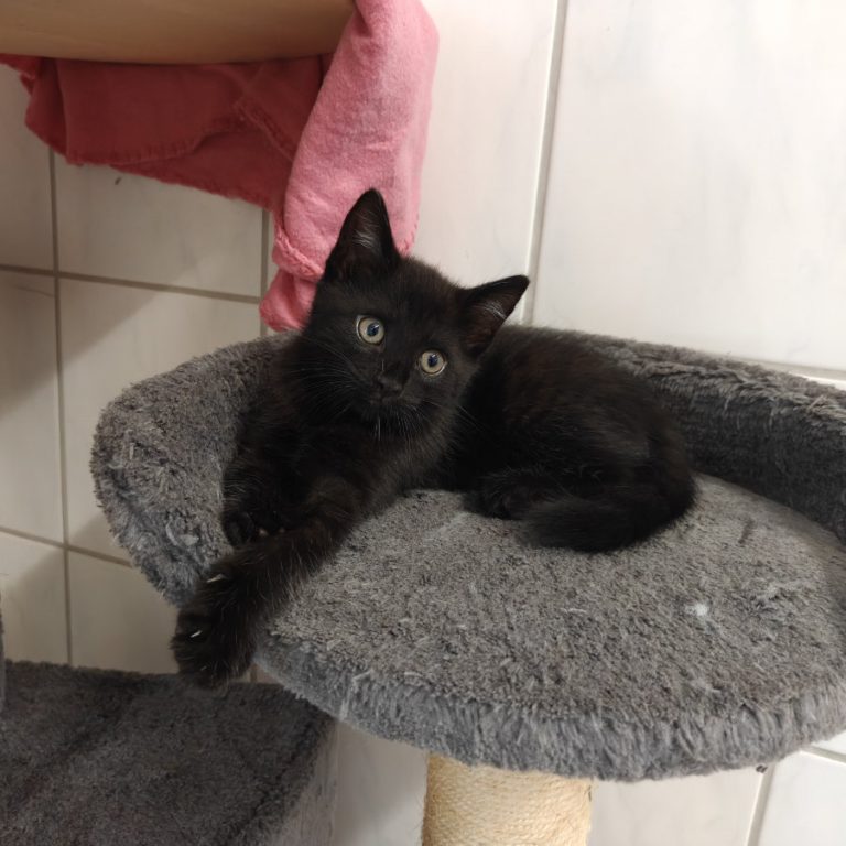 Zu sehen sind die schwarz-weißen Kitten von Mileva und Albert