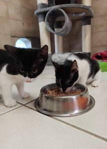 Zu sehen sind die schwarz-wei&szlig;en Kitten von Mileva und Albert
