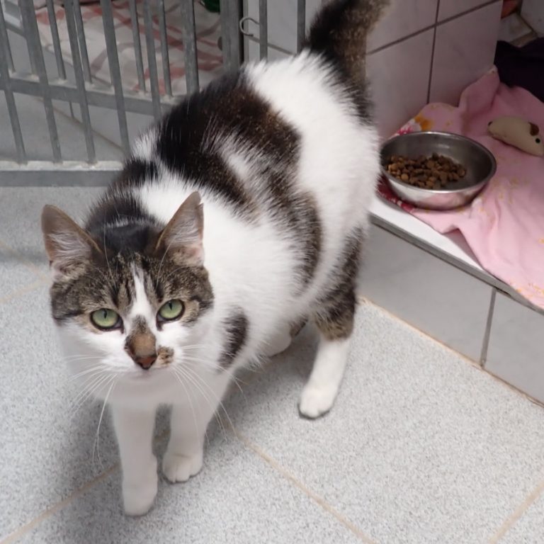 Zu sehen ist die 3-farbige Katze Molly