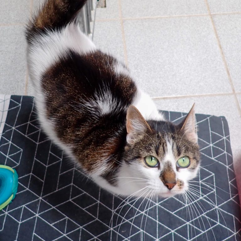 Zu sehen ist die 3-farbige Katze Molly