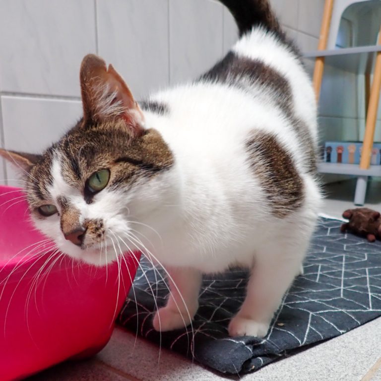 Zu sehen ist die 3-farbige Katze Molly