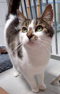 Zu sehen ist die 3-farbige Katze Molly