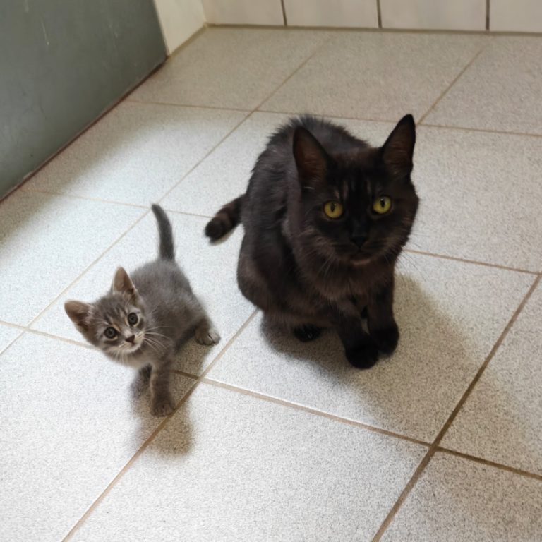 Zu sehen ist die schwarz-silberne Katze Oma