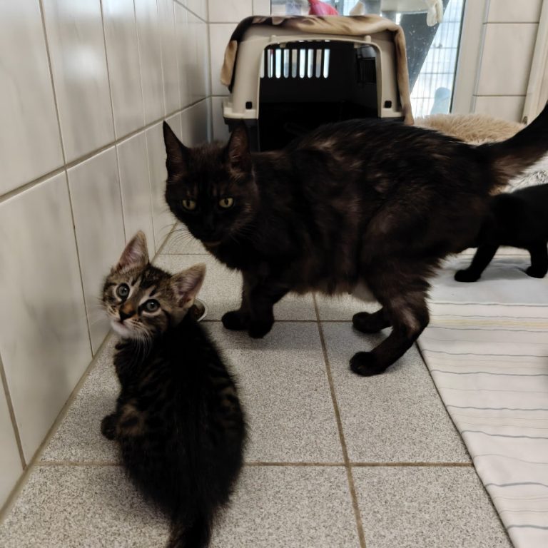Zu sehen ist die schwarz-silberne Katze Oma