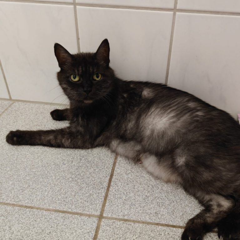 Zu sehen ist die schwarz-silberne Katze Oma