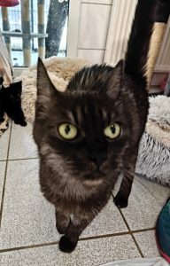 Zu sehen ist die schwarz-silberne Katze Oma